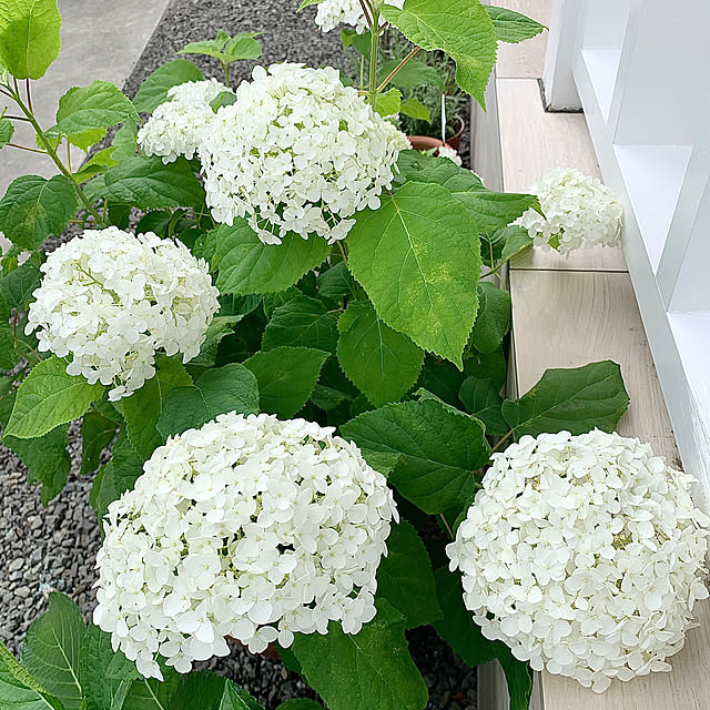 koko_hikaさんの部屋