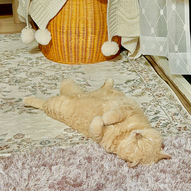 naokoさんの実例写真