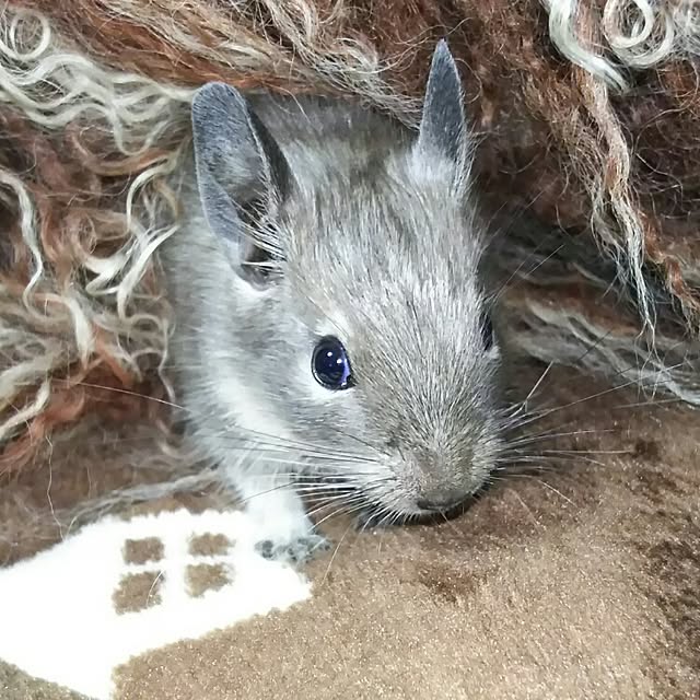 KOHAKUさんの実例写真
