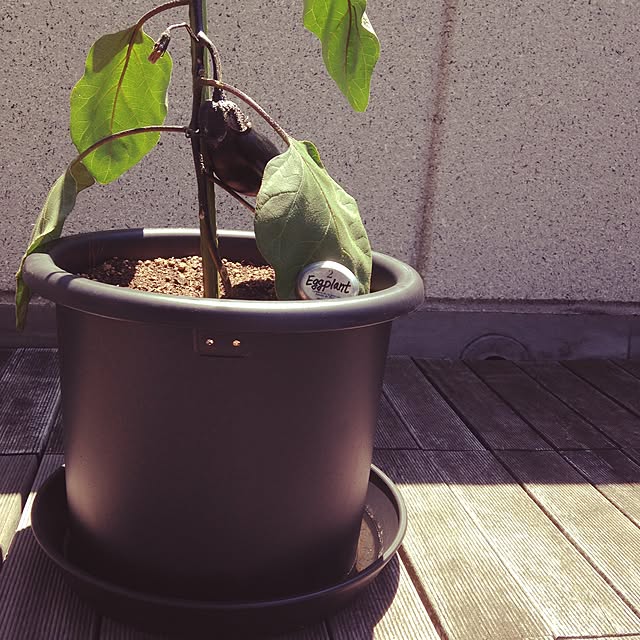 Megamouthさんの実例写真
