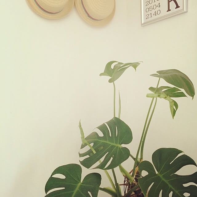 Asamiさんの実例写真