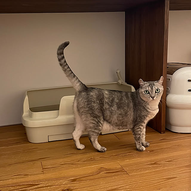 green_nekoさんの実例写真