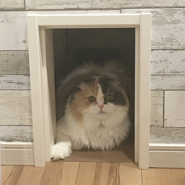 Kaorinさんの実例写真
