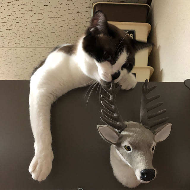 vivienne.coco-keiさんの実例写真