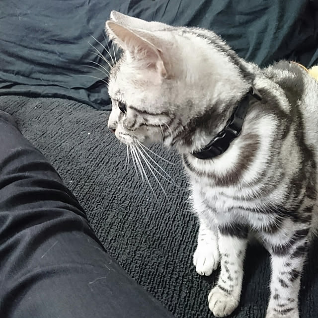 CatClipさんの実例写真