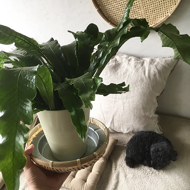 hira_muji_mihiさんの実例写真