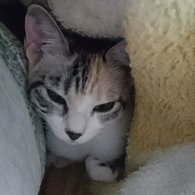 shinobuさんの実例写真