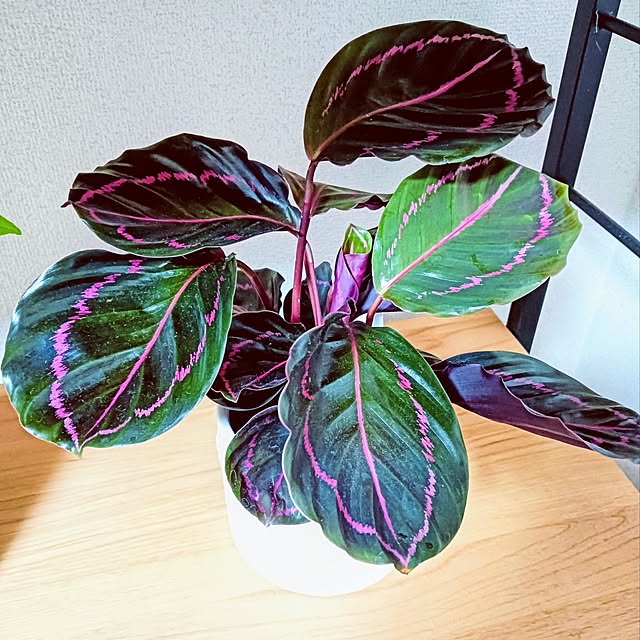 hanachanさんの部屋