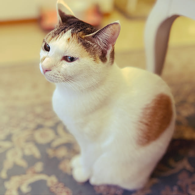 coedodecoさんの実例写真