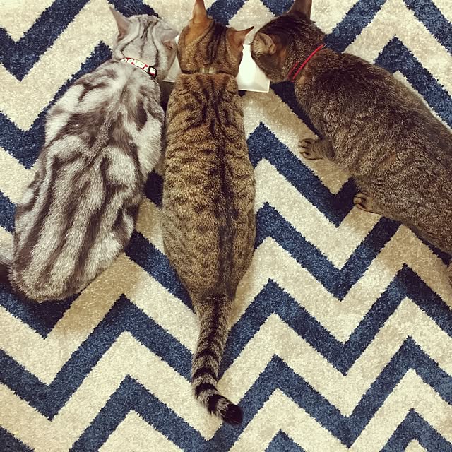 nono87さんの実例写真