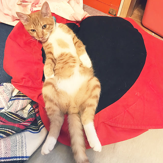 Ri-pochaさんの実例写真