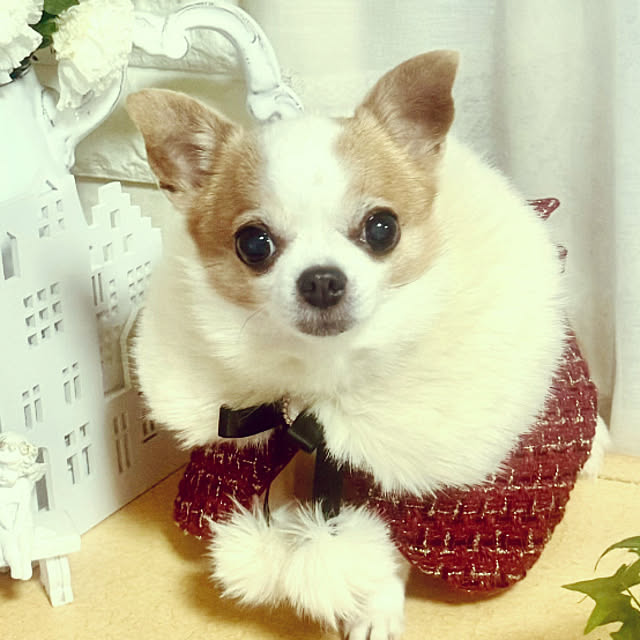cocoさんの部屋