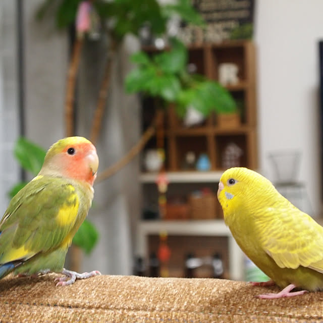 karinさんの実例写真