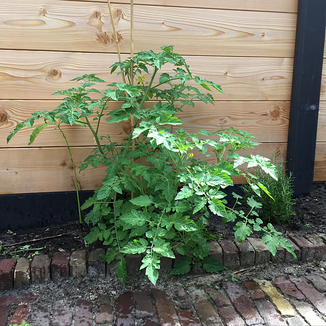 peppaさんの実例写真