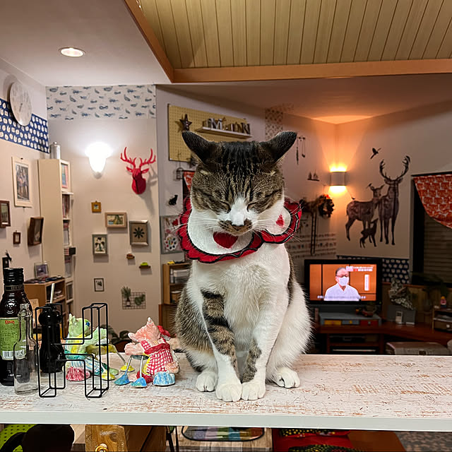 jijiさんの実例写真