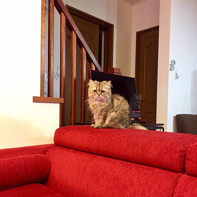 butachanさんの実例写真