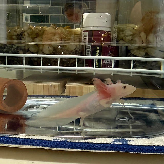 prelumoさんの部屋