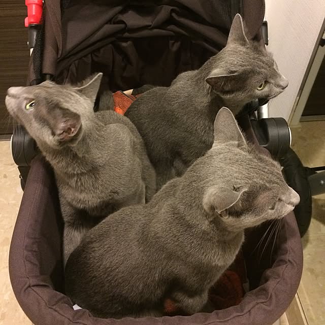 roshi3さんの実例写真