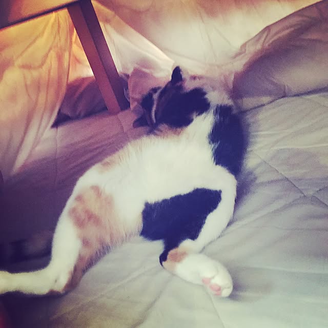 mayugonさんの実例写真