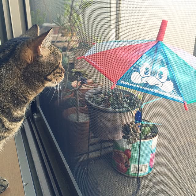 mikomaruさんの実例写真