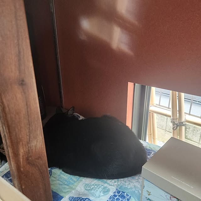 部屋全体/心地よい暮らし/季節を楽しむ暮らし/和風モダン/猫...などのインテリア実例 - 2025-05-15 20:35:01