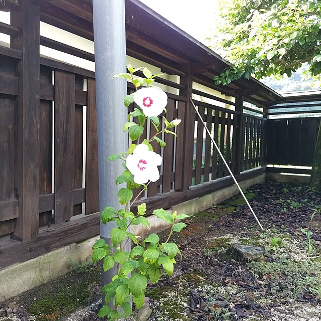 kuririnmamaさんの実例写真