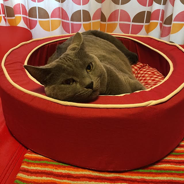 ikettenさんの実例写真