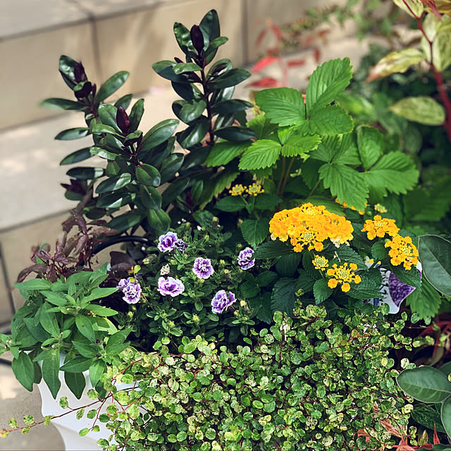 yukarin-gardenさんの実例写真