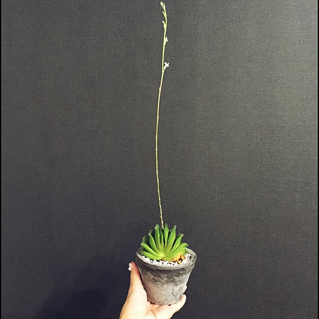 l_heureuxさんの実例写真