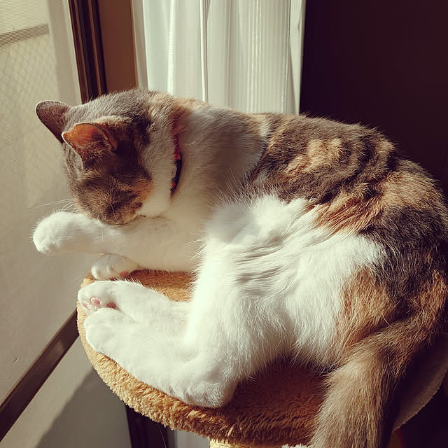 fukuさんの実例写真