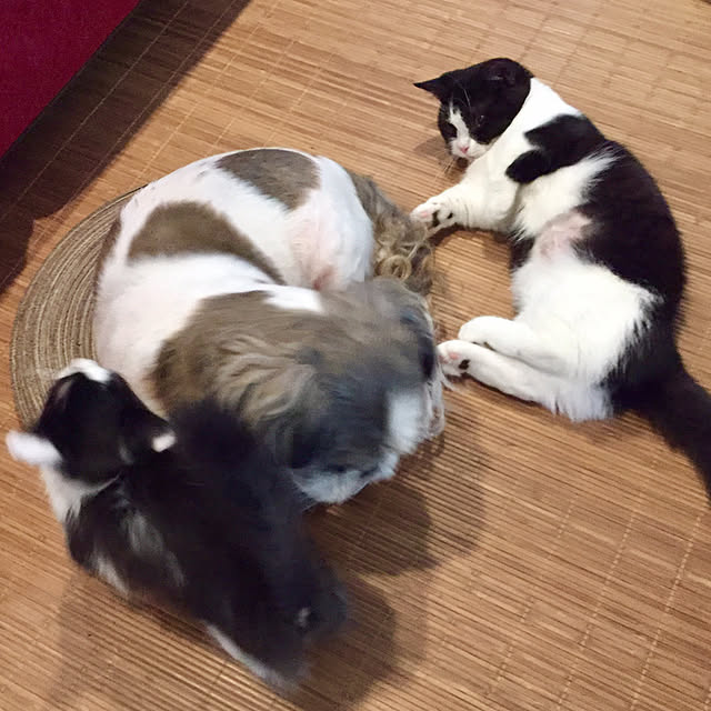 butachanさんの実例写真