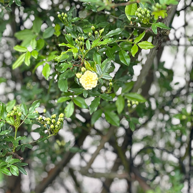 chIoeさんの部屋