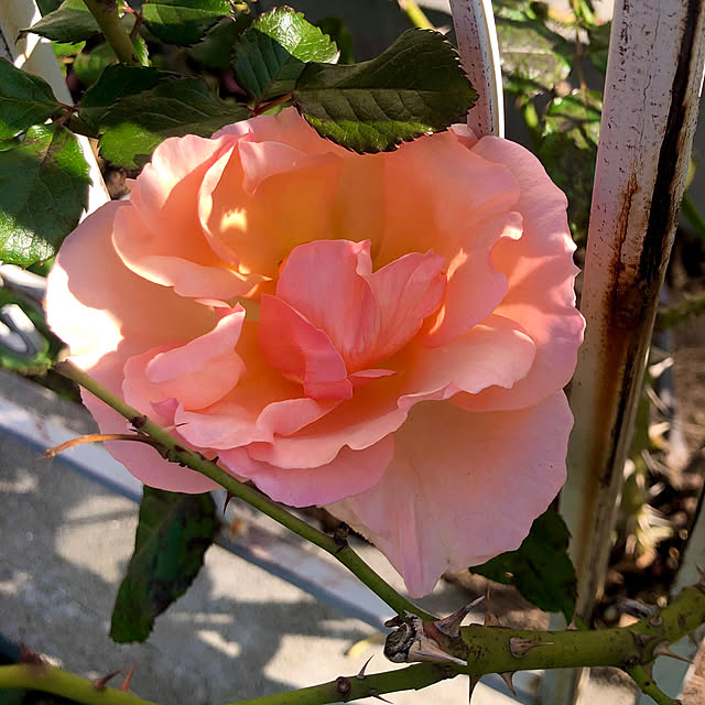 tomoさんの実例写真