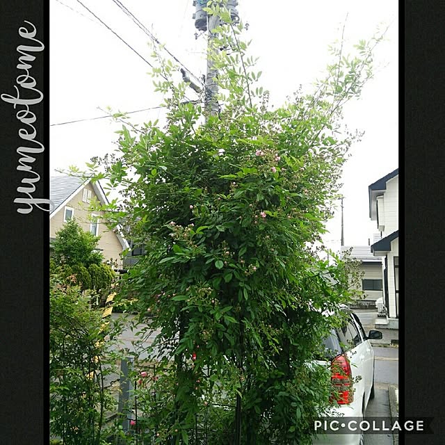 Midoriさんの実例写真