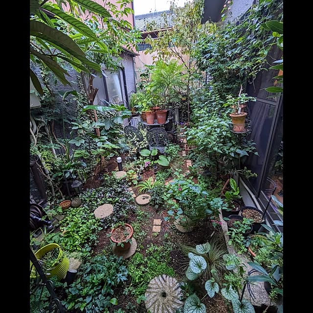 部屋全体/京都/京町家に住む/植物と暮らす/花のある暮らし...などのインテリア実例 - 2023-09-07 17:11:48