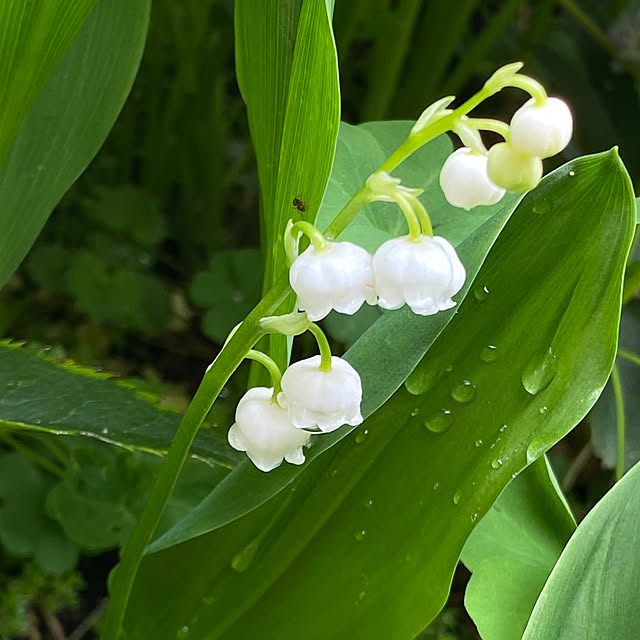 mintteaさんの部屋