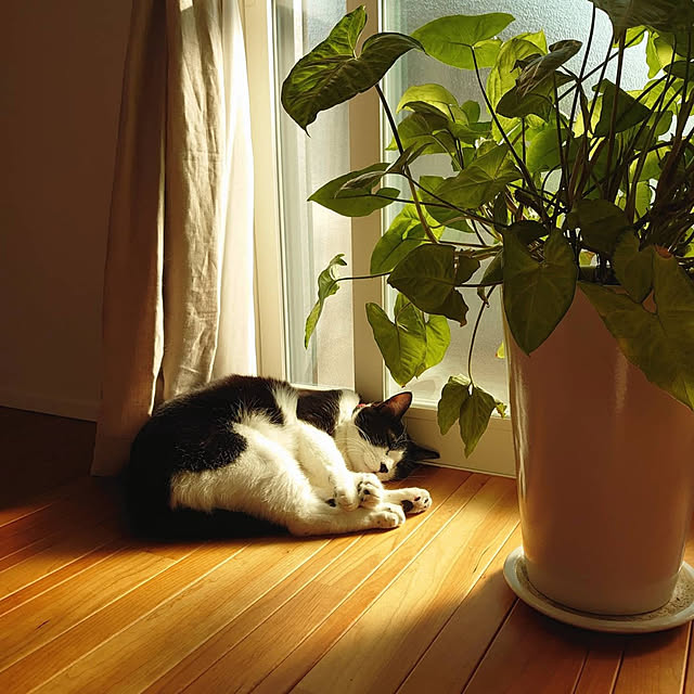 yoko_nishijimaさんの実例写真