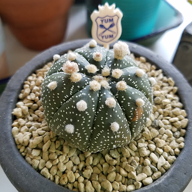 mamitasuさんの実例写真