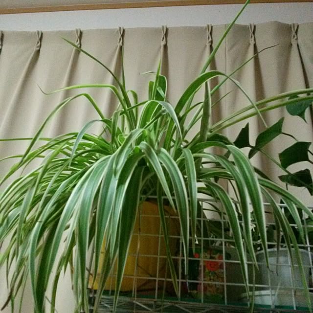 リビング/植物のインテリア実例 - 2015-02-12 21:04:45