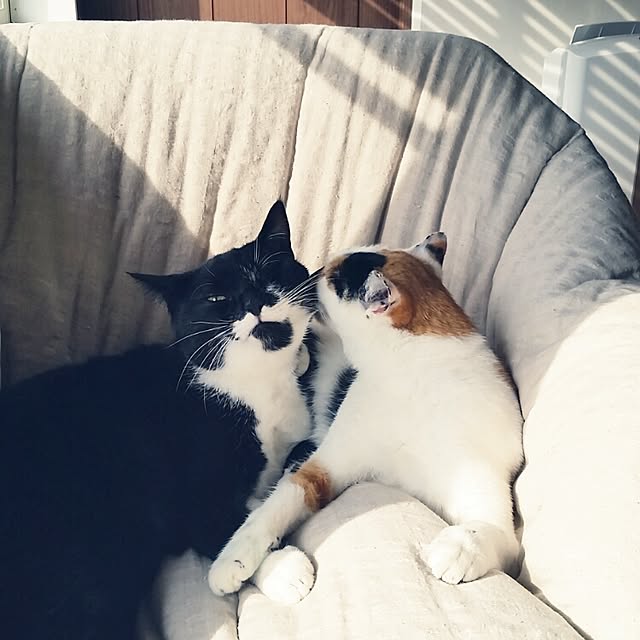 nekogurumaさんの実例写真