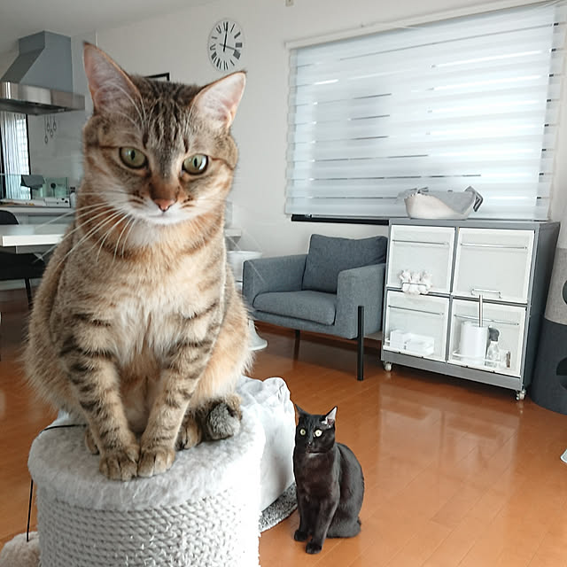 maikyさんの実例写真