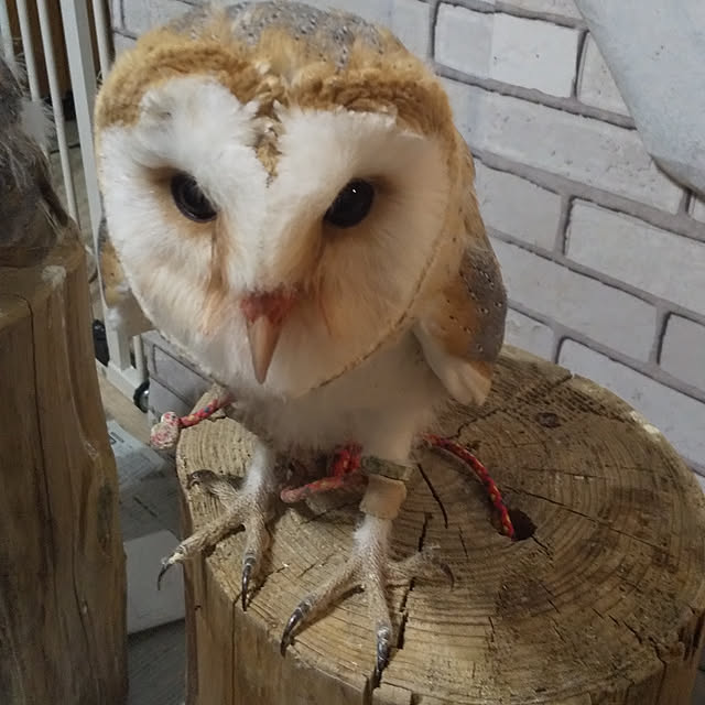 yuanさんの実例写真
