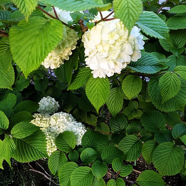 mofukoさんの部屋