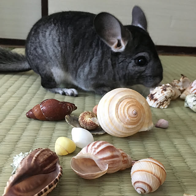 bambiさんの実例写真