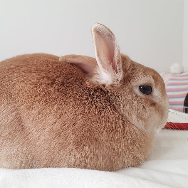 aiさんの実例写真