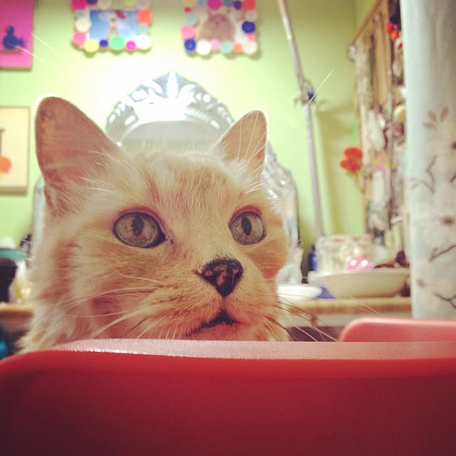 nekohigeさんの実例写真