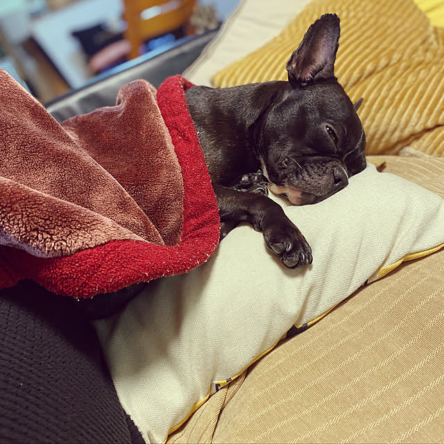 kotaroさんの実例写真