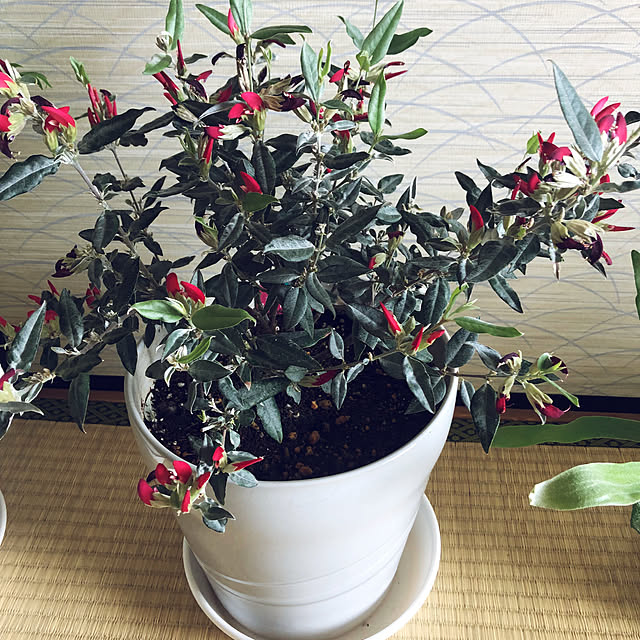 hanachanさんの部屋