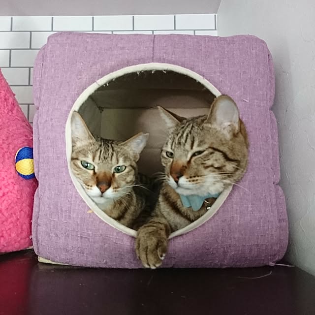 poniさんの実例写真