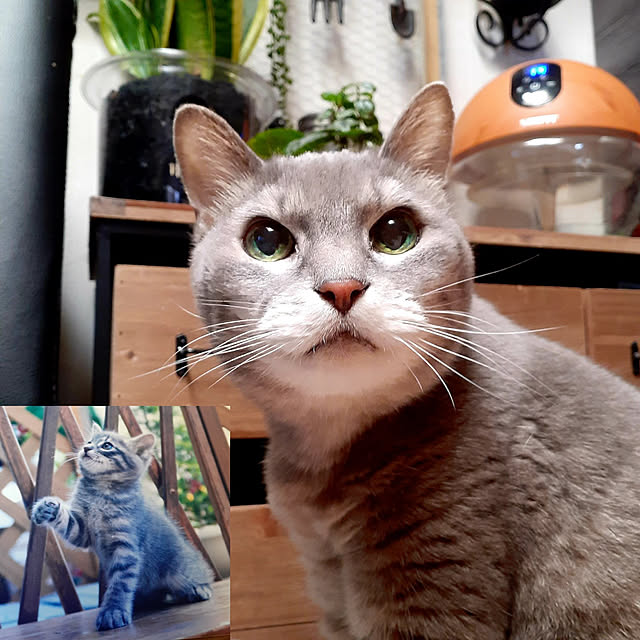 naoporonさんの実例写真